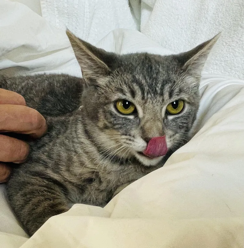 Lady Jane thumbnail 2