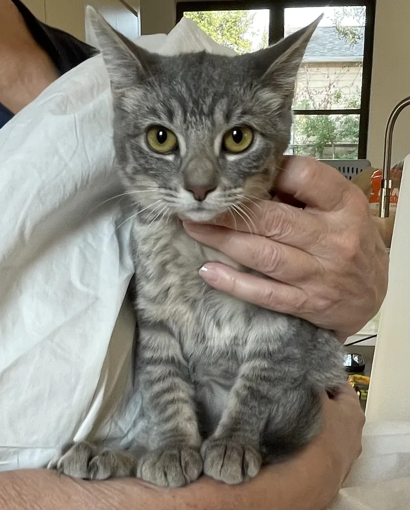 A young medium-sized female Tabby (Gray / Blue / Silver) Domestic Short Hair cat named Lady Jane for adoption in Houston, TX