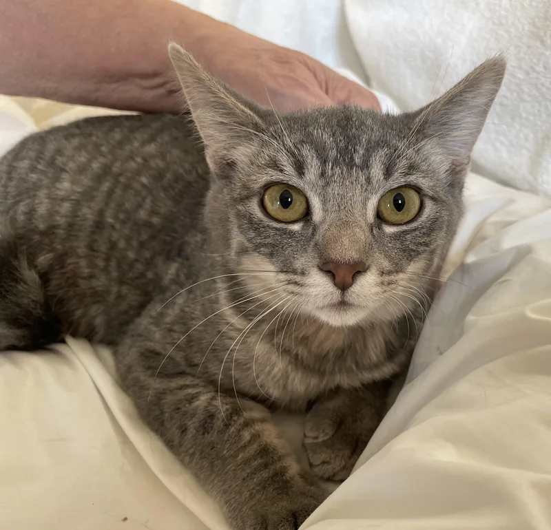 Lady Jane thumbnail 3