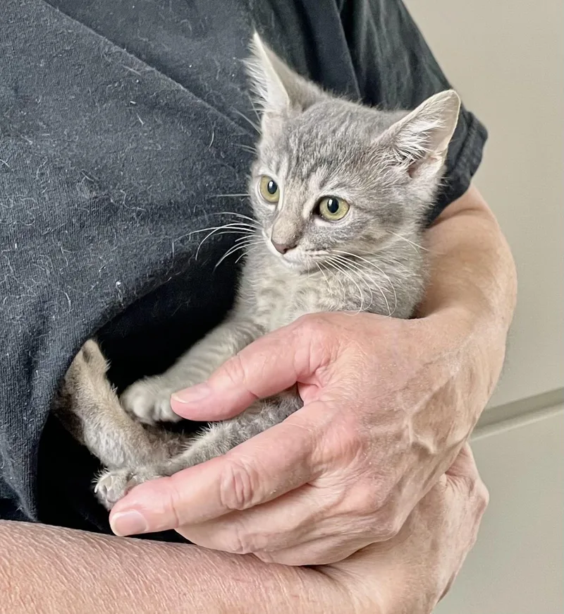 Lady Jane thumbnail 4