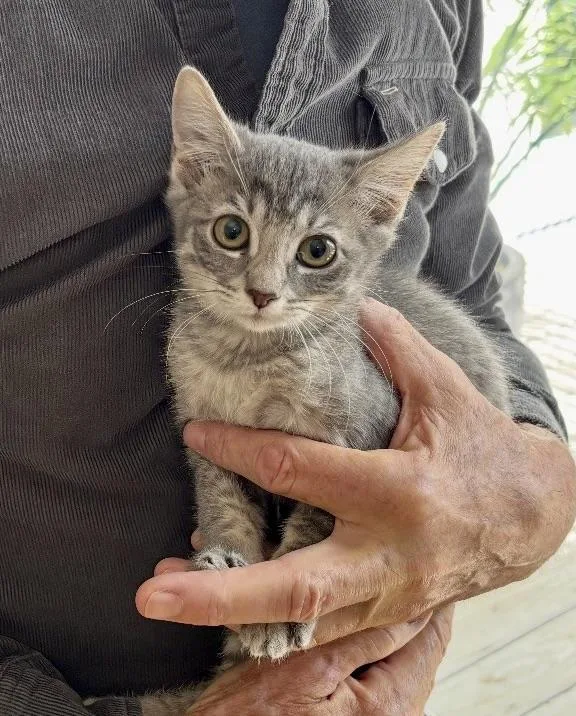 Lady Jane thumbnail 5