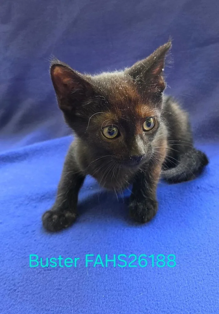 A baby medium-sized male Domestic Short Hair cat named Buster for adoption in Florence, SC