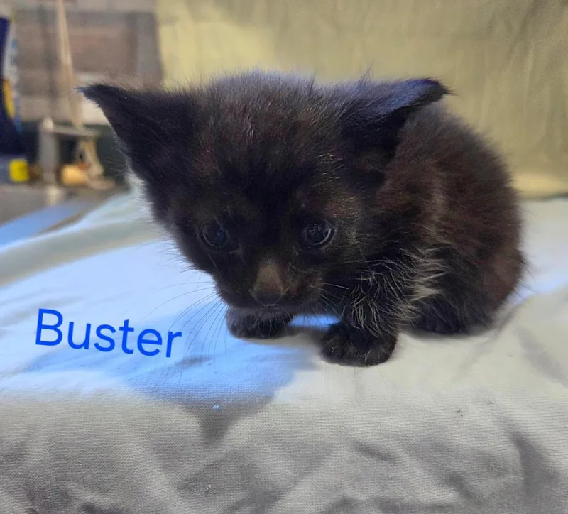 Buster thumbnail 2