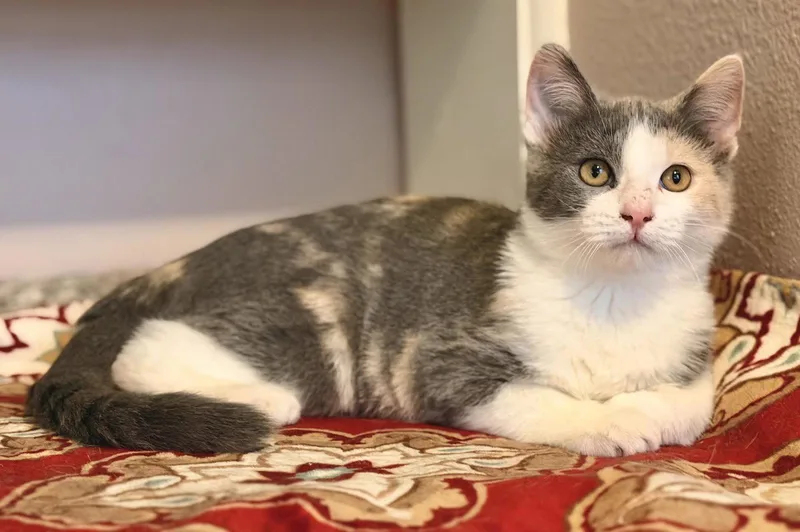 A baby small-sized female Calico cat named Alice for adoption in Mankato, MN