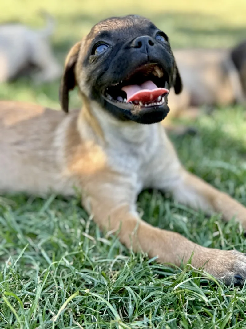 Biscuit