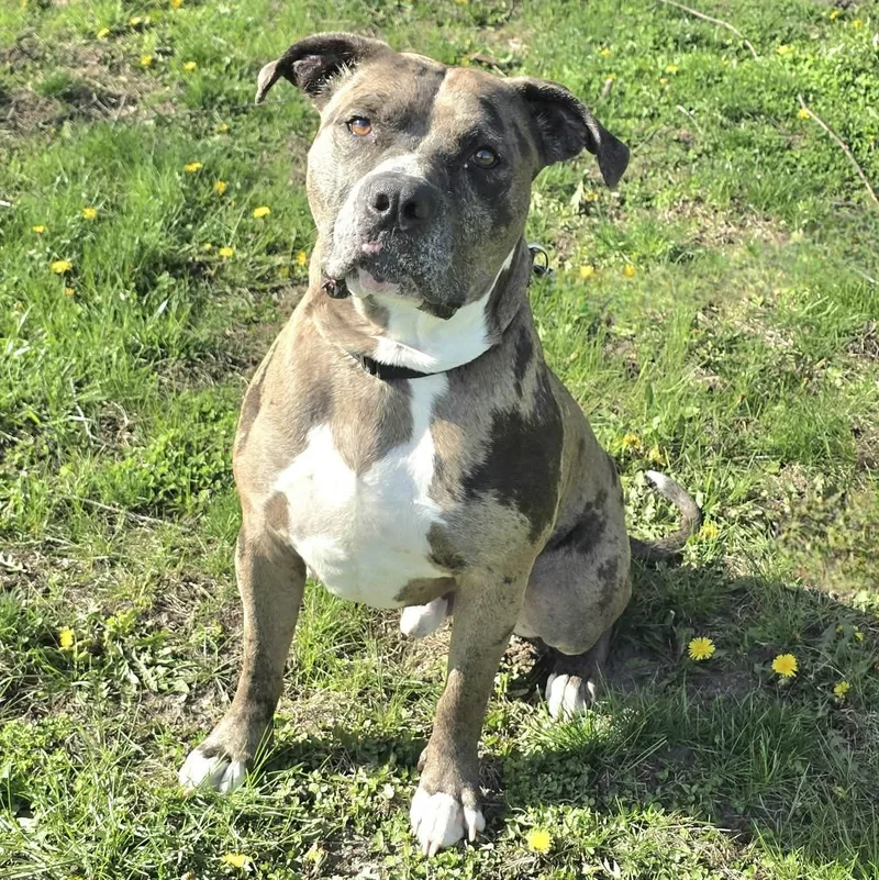 An adult large-sized male Merle (Blue) American Bully dog named Wesley for adoption in Waterloo, IA