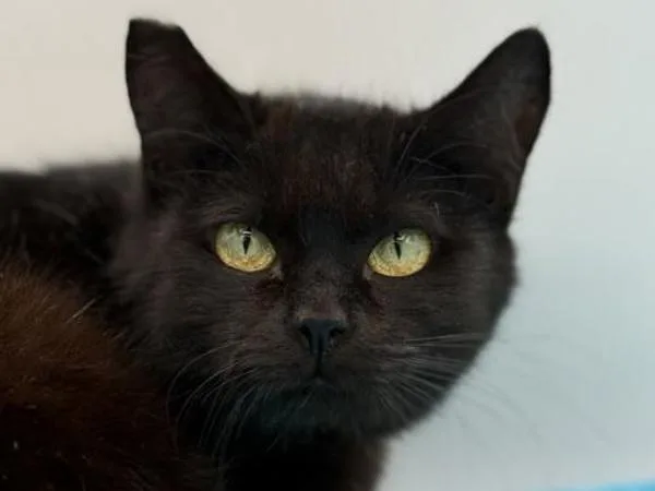 An adult small-sized female Domestic Short Hair cat named Olivia for adoption in Portland, OR