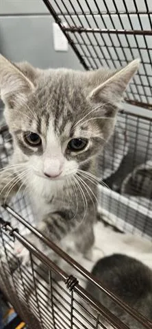 A baby small-sized female Domestic Short Hair cat named Blossom for adoption in San Martin, CA