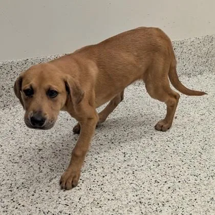 A young small-sized female Mixed Breed dog named Scarlett for adoption in Atlanta, GA