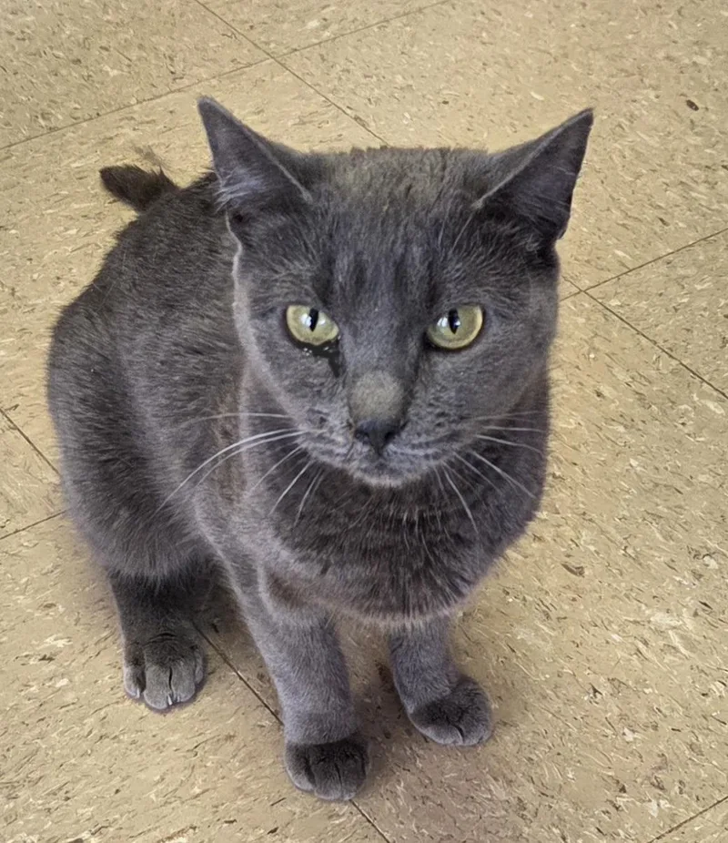 A young medium-sized female Gray / Blue / Silver Domestic Short Hair cat named Squish for adoption in Mansfield Center, CT