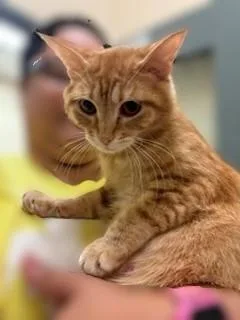 An adult small-sized female Orange & White Domestic Short Hair cat named Jolene for adoption in Mason City, IA