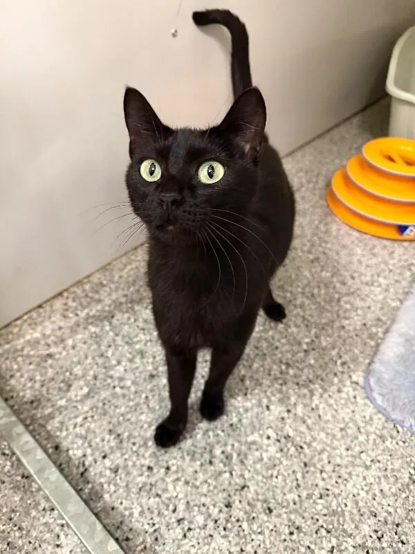 A young medium-sized female Black Domestic Short Hair cat named Other Mother for adoption in Fruit Heights, UT