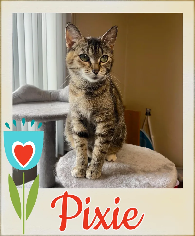 A young medium-sized female Tabby (Gray / Blue / Silver) Domestic Short Hair cat named Pixie for adoption in Valley City, ND