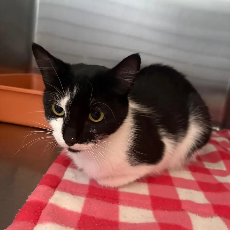 A young medium-sized female Black & White / Tuxedo Domestic Short Hair cat named Domino for adoption in Grass Valley, CA