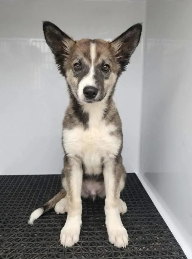 A baby medium-sized male Mixed Breed dog named Bark Mahomes for adoption in Long Island City, NY