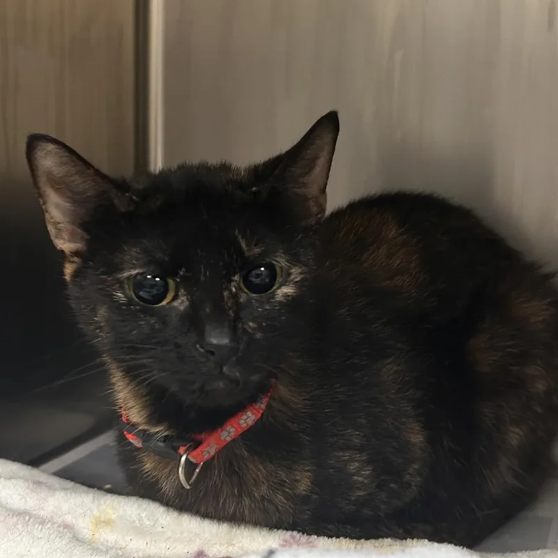 An adult medium-sized female Tortoiseshell Domestic Short Hair cat named Torti Red for adoption in Galveston, TX