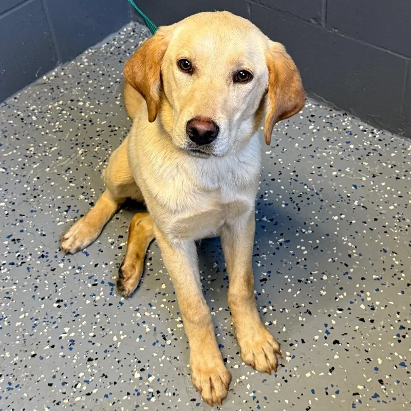 A baby medium-sized female Yellow / Tan / Blond / Fawn Labrador Retriever dog named Tuscstray for adoption in Tuscaloosa, AL