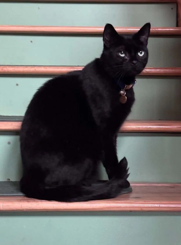 An adult medium-sized male Black Domestic Short Hair cat named Wink for adoption in Anchorage, AK