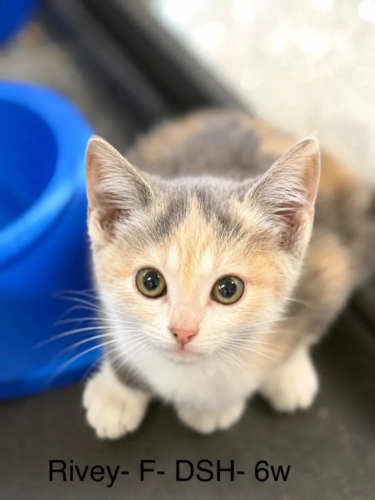 A baby small-sized female Domestic Short Hair cat named Rivey for adoption in Waverly, TN