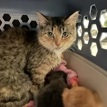 A young small-sized female Torbie Domestic Short Hair cat named Sugar Magnolia for adoption in Lynchburg, VA