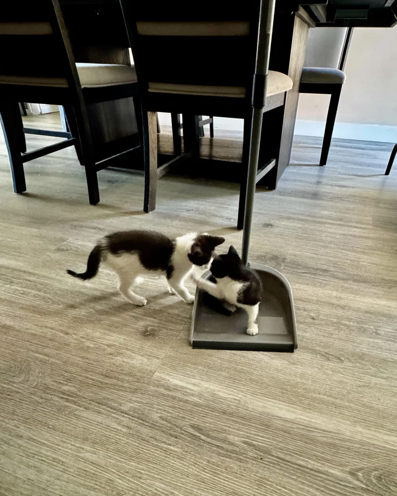 Max & Leo thumbnail 3