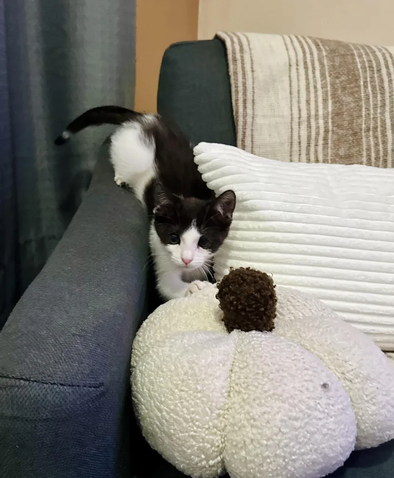 Max & Leo thumbnail 4