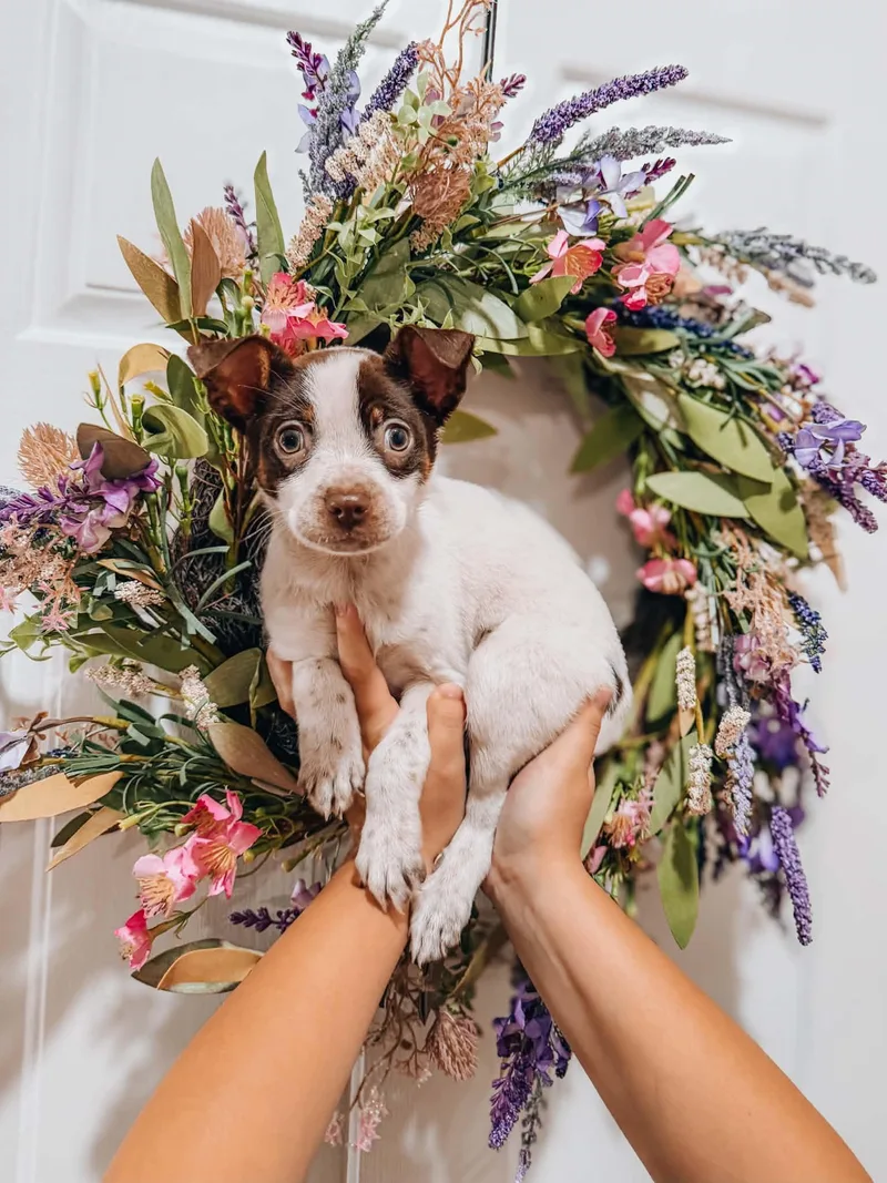 A baby medium-sized female Australian Cattle Dog / Blue Heeler dog named Luna Lovegood for adoption in Goodyear, AZ