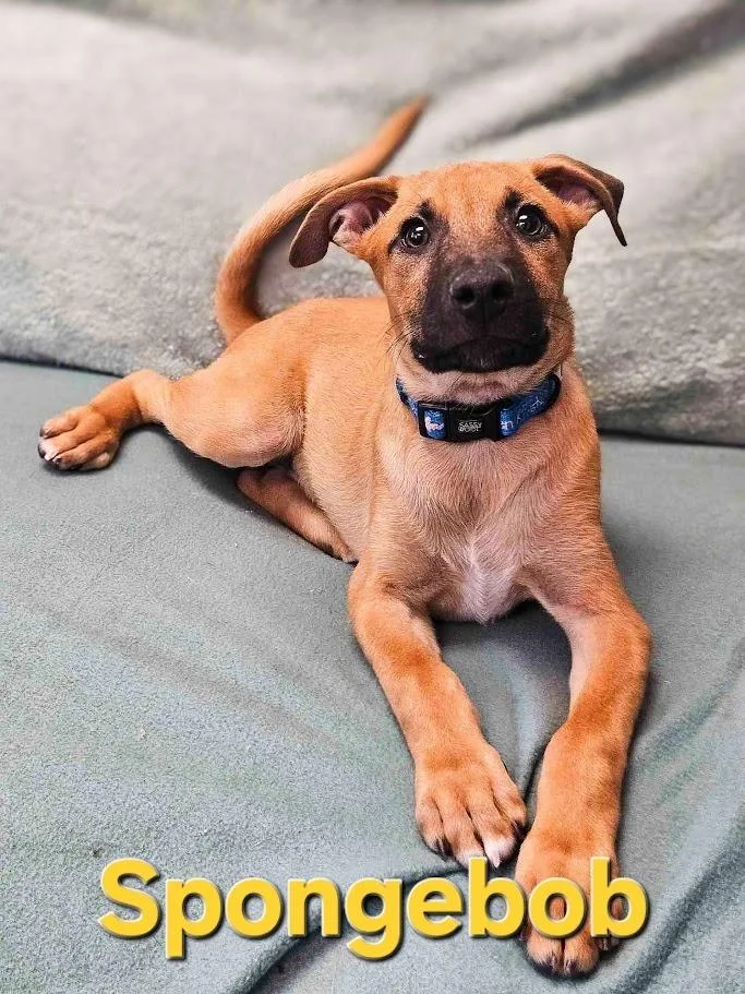 A baby large-sized male Shepherd dog named SpongeBob for adoption in Maryville, TN