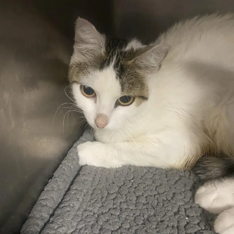 An adult medium-sized female Domestic Short Hair cat named Sophie for adoption in Henderson, NV