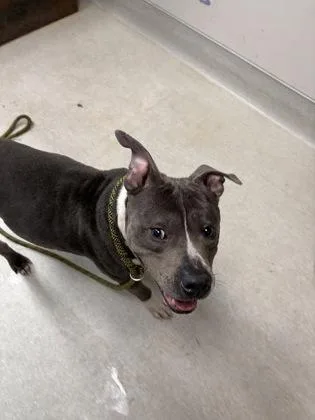 An adult medium-sized male Mixed Breed dog named Diesel for adoption in Savannah, GA