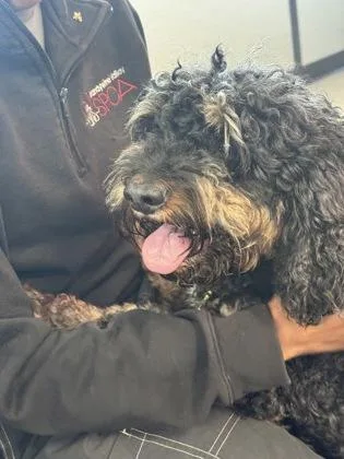 An adult medium-sized male Mixed Breed dog named Knox for adoption in West Chester, PA