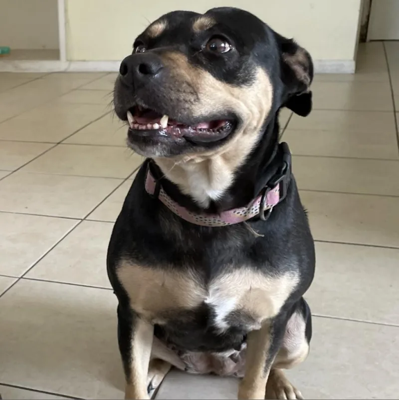 A senior medium-sized female Black American Bulldog dog named Sweety for adoption in West Palm Beach, FL