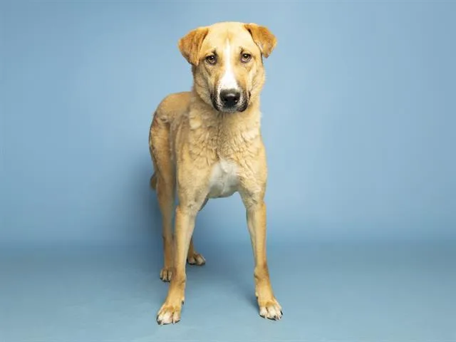 A young medium-sized female German Shepherd Dog dog named Mitzy for adoption in Phoenix, AZ