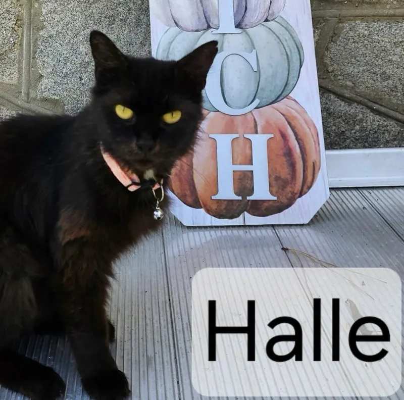 An adult medium-sized female Black American Shorthair cat named Halle for adoption in Raleigh, NC