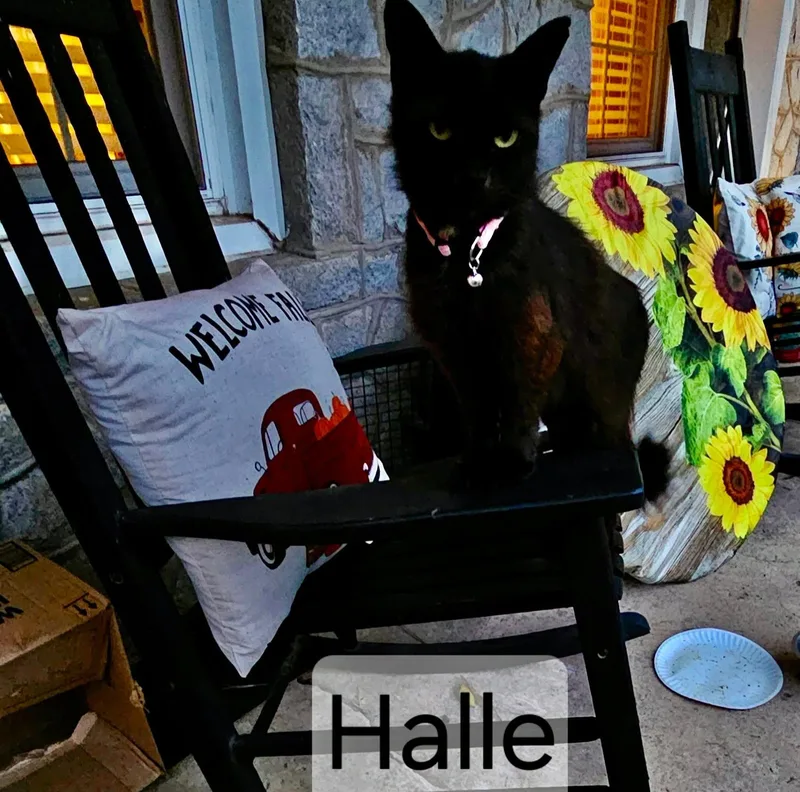 Halle thumbnail 2