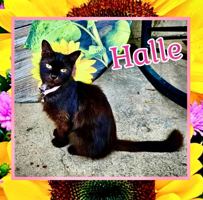 Halle thumbnail 3
