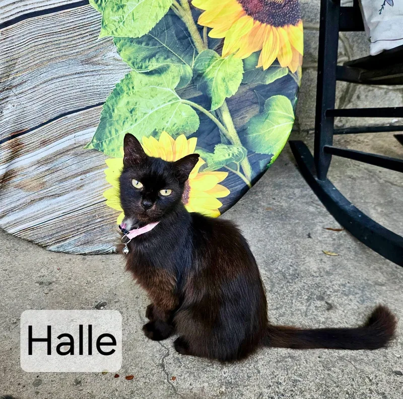Halle thumbnail 4
