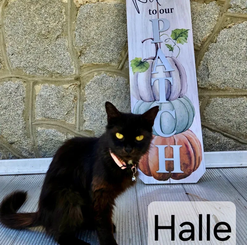 Halle thumbnail 5
