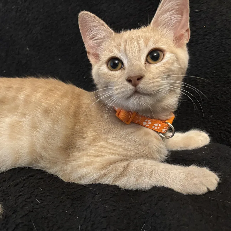 A baby small-sized male Tabby (Orange / Red) Domestic Short Hair cat named Rango for adoption in Liverpool, TX
