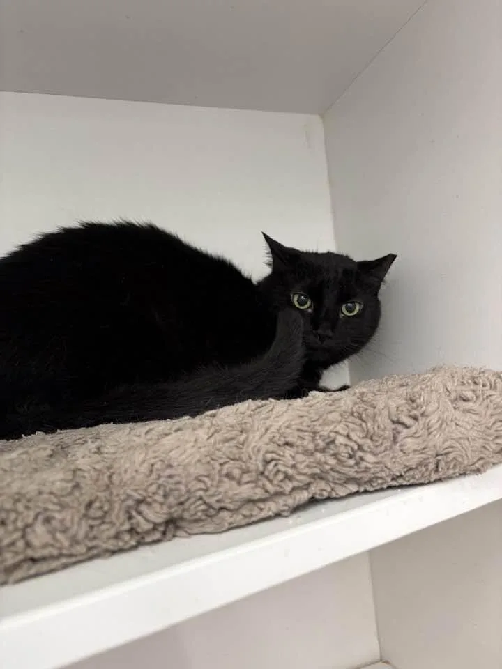 An adult medium-sized female Black Domestic Short Hair cat named KitKit for adoption in Cleveland, OH