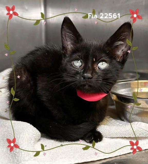 A baby medium-sized female Black Domestic Short Hair cat named Fia for adoption in Marietta, GA