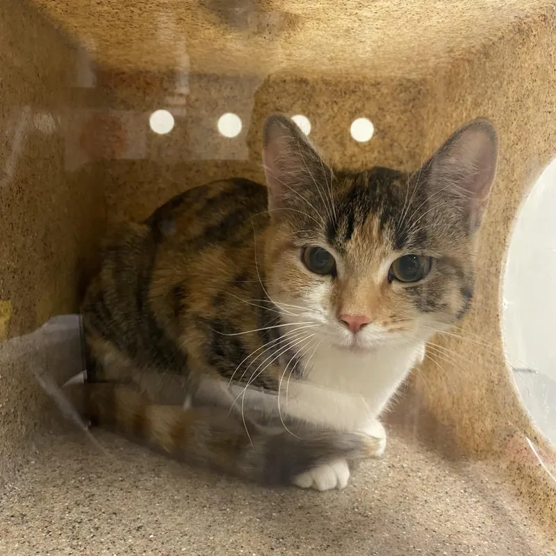 A young medium-sized female Domestic Short Hair cat named Cassandra for adoption in Reno, NV