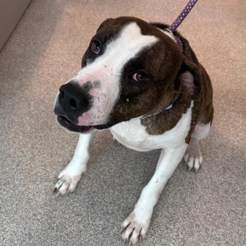 An adult medium-sized male Brown / Chocolate Mixed Breed dog named Marty for adoption in Englewood, FL
