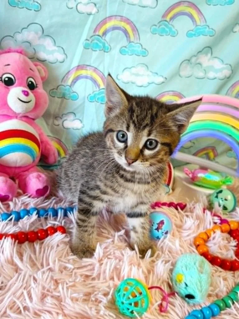 A baby small-sized male Domestic Short Hair cat named Funshine Bear for adoption in Effingham, IL