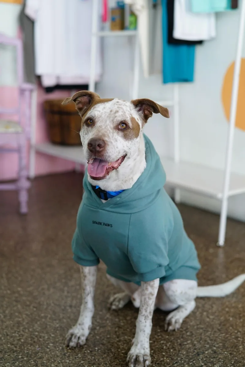 A senior medium-sized male Brittany Spaniel dog named Sebastian for adoption in Pasadena, CA