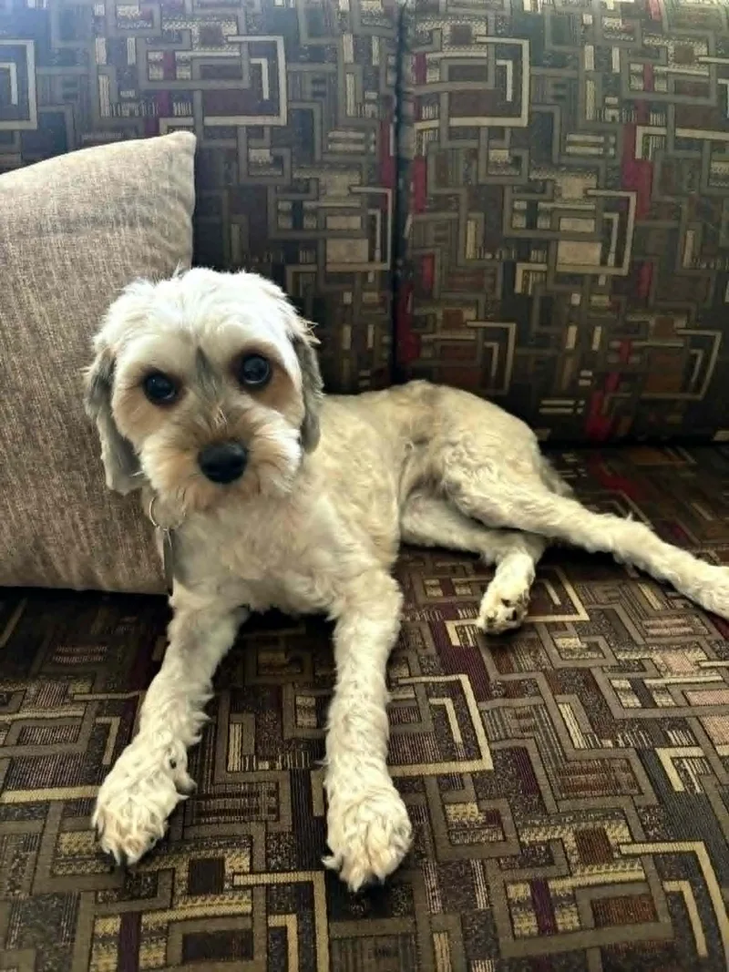 A young small-sized female Apricot / Beige Lhasa Apso dog named Marisol for adoption in Dayton, OH