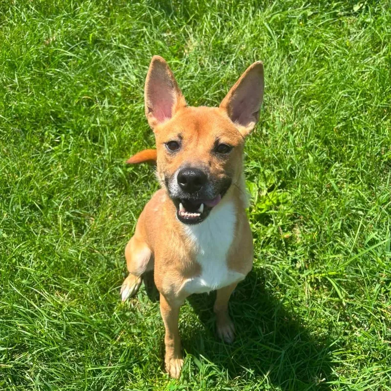 An adult small-sized female Brown / Chocolate Shiba Inu dog named Mocha for adoption in Waynesboro, PA