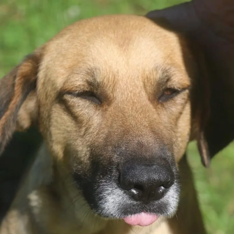 Bonnie Girl thumbnail 4