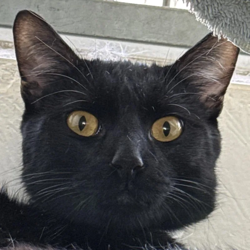 An adult medium-sized male Black Domestic Short Hair cat named Stack for adoption in Santa Barbara, CA