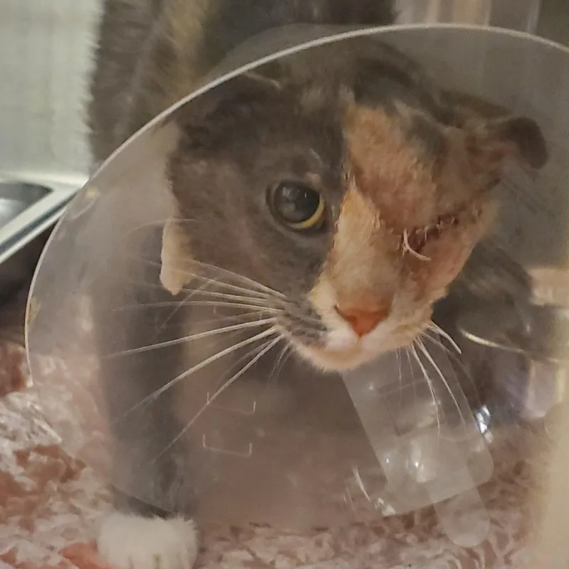 A young medium-sized female Calico Domestic Short Hair cat named Firefly for adoption in Asheville, NC